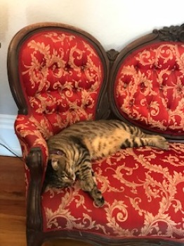 Keys Hemingway cat on couch